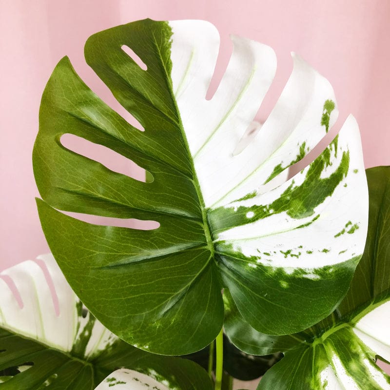 Artificial White Monstera Palm Blackbrdstore