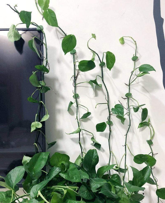 Climbing Plant Artifact Fixing Clip Blackbrdstore