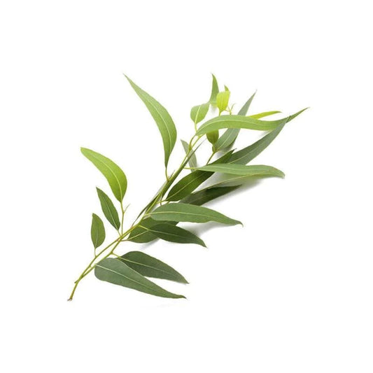 Eucalyptus Essential Oil Blackbrdstore