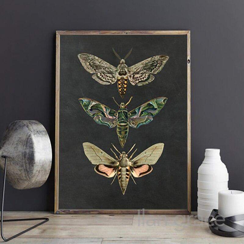 Moth Vintage Canvas Wall Art Blackbrdstore