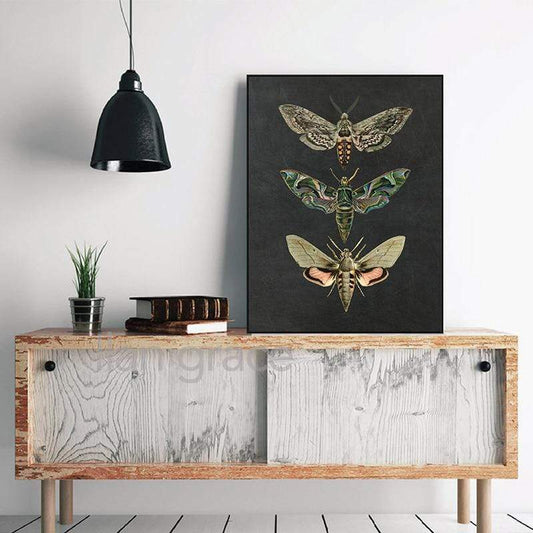 Moth Vintage Canvas Wall Art Blackbrdstore