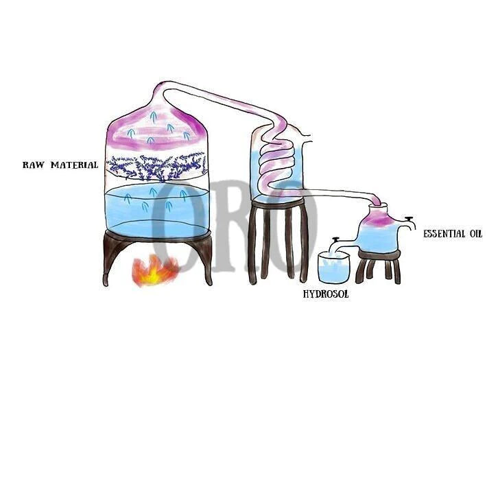 Natural Coffee Essential Oil Blackbrdstore