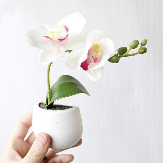 Succulent Plant Fridge Magnet Blackbrdstore