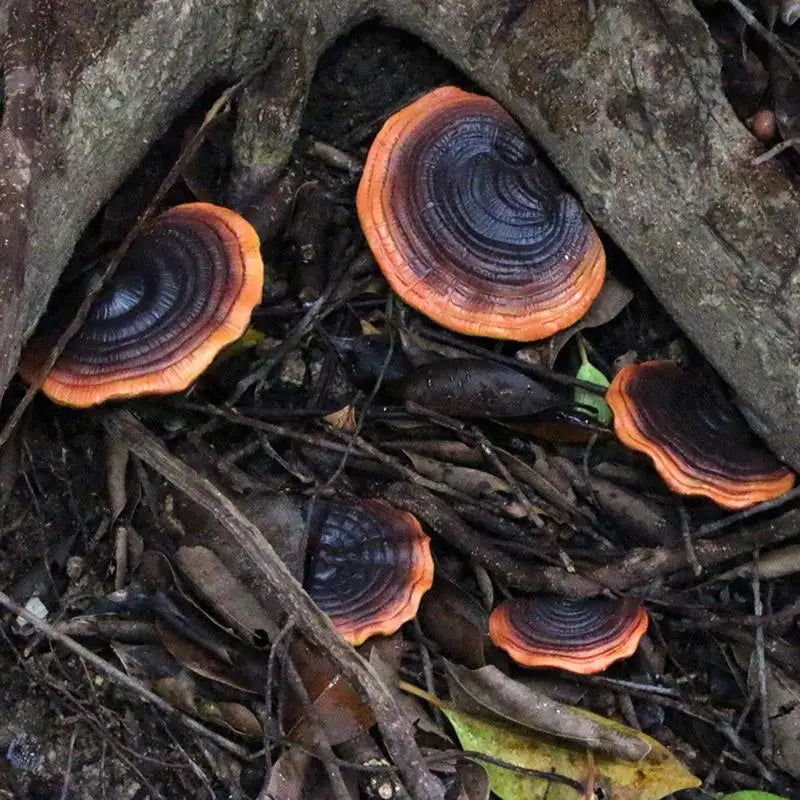 Fairy Dark Mushroom Decor