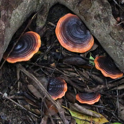 Fairy Dark Mushroom Decor