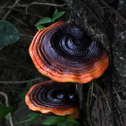 Fairy Dark Mushroom Decor