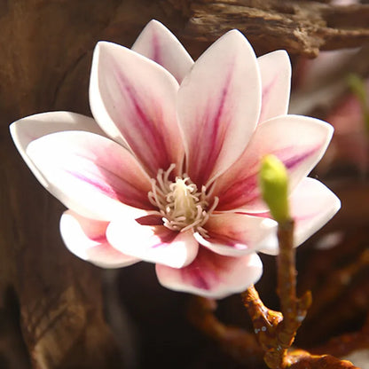 Artificial Magnolia Flowers