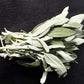 2 Bundles White Sage Smudge Stick Blackbrdstore