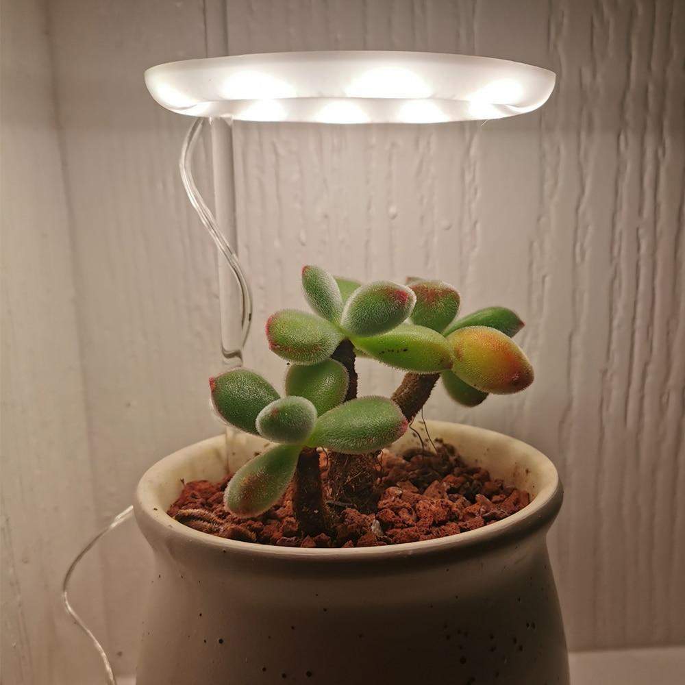 Angel Halo Grow Light Blackbrdstore