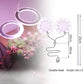 Angel Halo Grow Light Blackbrdstore