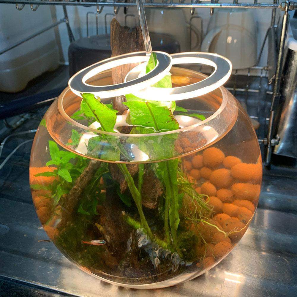 Angel Halo Grow Light Blackbrdstore
