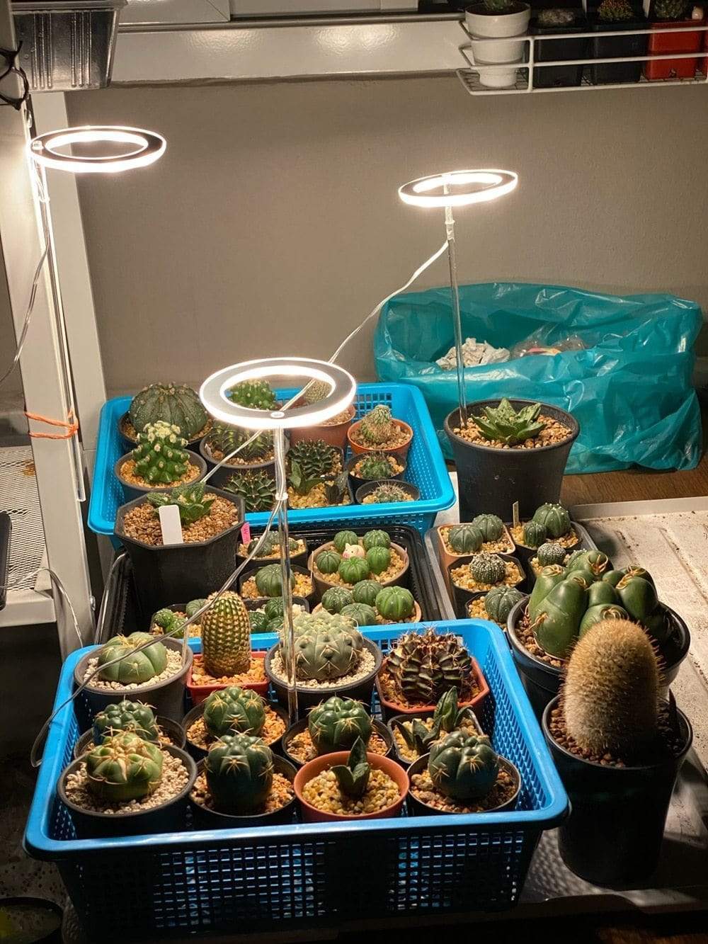 Angel Halo Grow Light Blackbrdstore