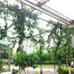 Artificial Ivy Green Plant Blackbrdstore