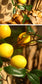 Artificial Lemon Branch Blackbrdstore
