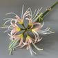 Artificial Spider Lily Flower Branch Blackbrdstore