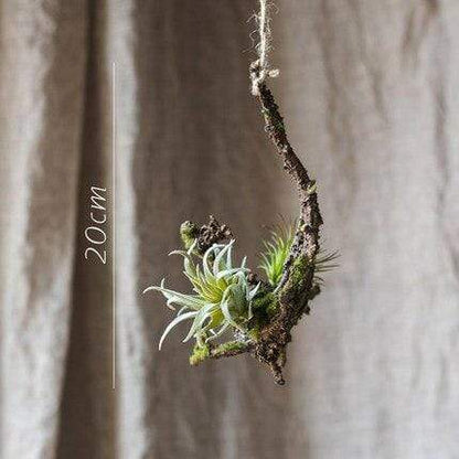 Artificial Tillandsia Air plant Blackbrdstore