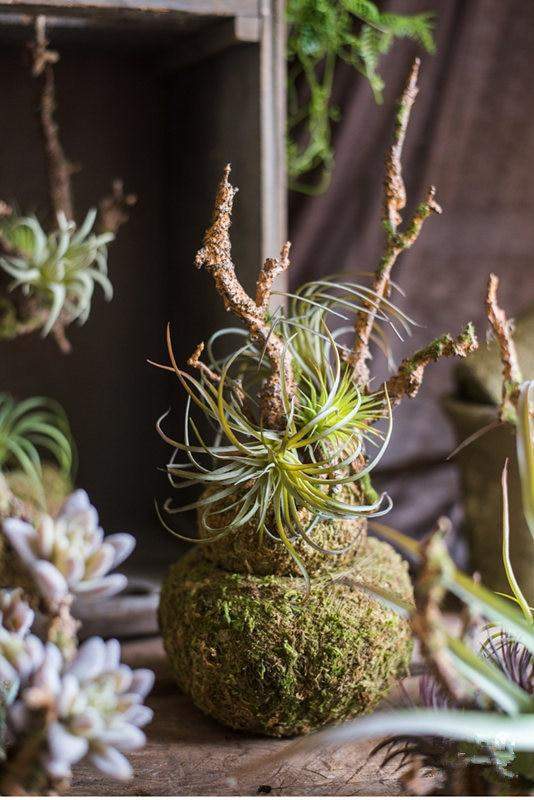 Artificial Tillandsia Air plant Blackbrdstore