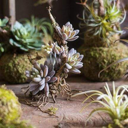 Artificial Tillandsia Air plant Blackbrdstore