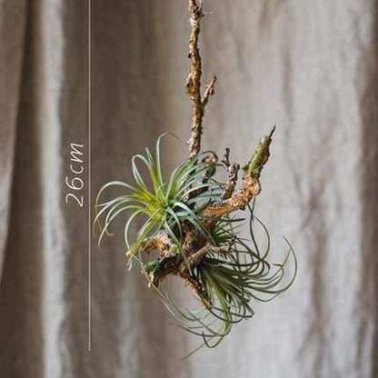 Artificial Tillandsia Air plant Blackbrdstore