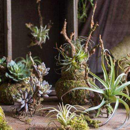 Artificial Tillandsia Air plant Blackbrdstore