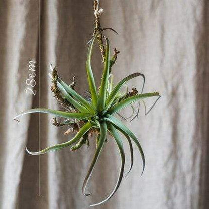 Artificial Tillandsia Air plant Blackbrdstore