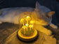 DIY Mushrooms in Forests Light Blackbrdstore