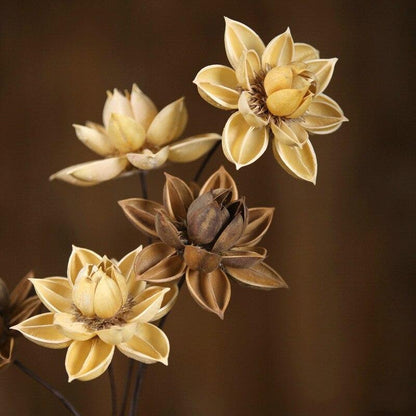 Dried Natural Lotus Flower Blackbrdstore