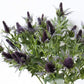 Eryngium Artificial Flower Blackbrdstore
