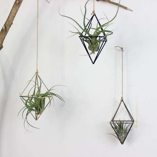 Geometric  Air Plants Rack Blackbrdstore