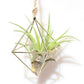 Geometric  Air Plants Rack Blackbrdstore