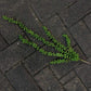 Greenery Ferns Plants Blackbrdstore