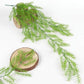 Greenery Ferns Plants Blackbrdstore
