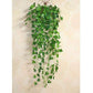 Greenery Ferns Plants Blackbrdstore