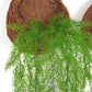 Greenery Ferns Plants Blackbrdstore