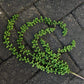 Greenery Ferns Plants Blackbrdstore