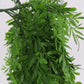 Greenery Ferns Plants Blackbrdstore