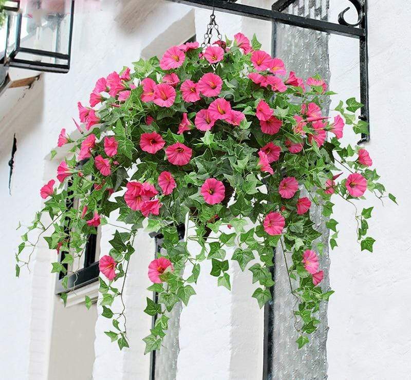 Morning Glory Flower Blackbrdstore