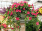 Morning Glory Flower Blackbrdstore