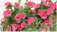 Morning Glory Flower Blackbrdstore