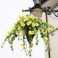 Morning Glory Flower Blackbrdstore