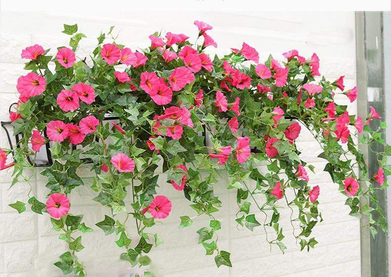Morning Glory Flower Blackbrdstore
