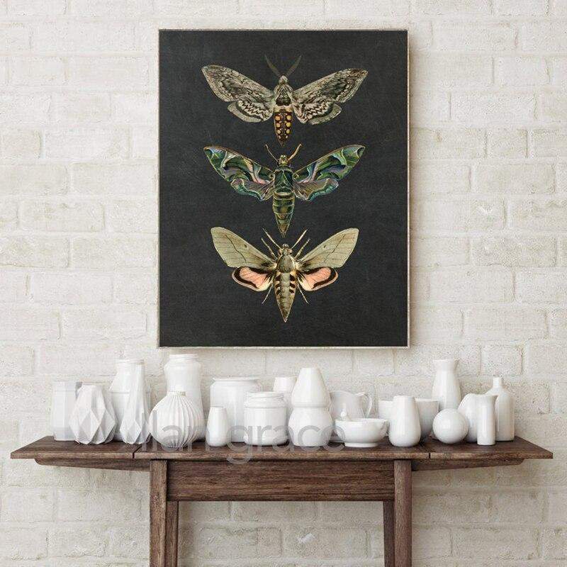 Moth Vintage Canvas Wall Art Blackbrdstore