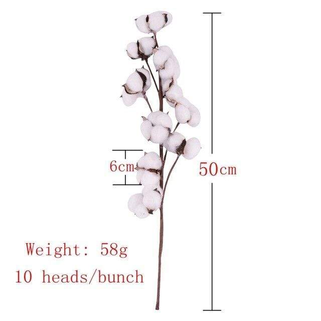 Natural Dried Cotton Stems Blackbrdstore