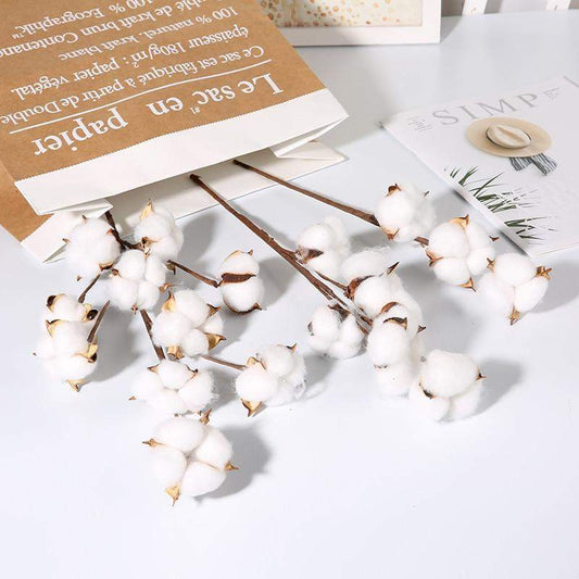 Natural Dried Cotton Stems Blackbrdstore