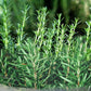 Rosemary Incense Sticks Blackbrdstore