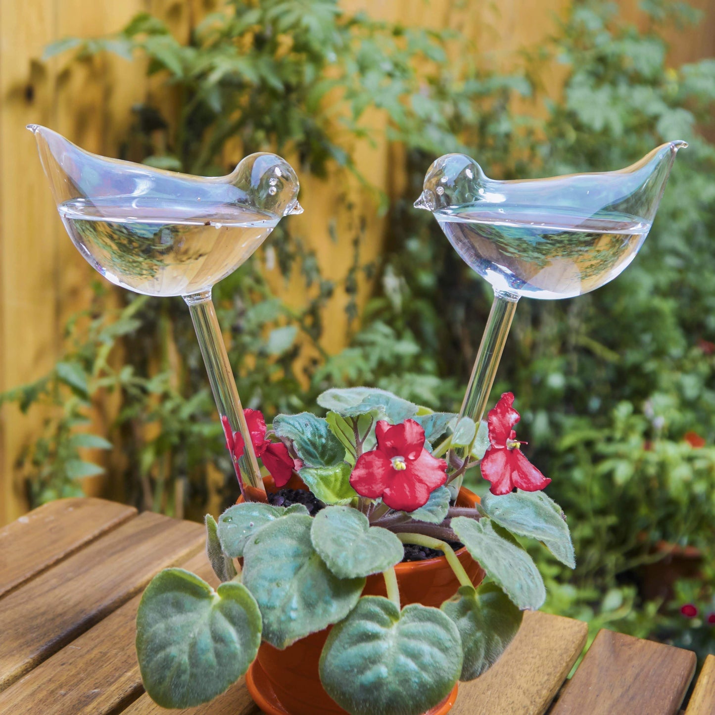 Self Watering Bird Globes Blackbrdstore