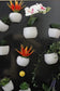 Succulent Plant Fridge Magnet Blackbrdstore