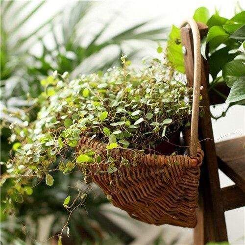 Wicker Wall Hanging Flower Basket Blackbrdstore