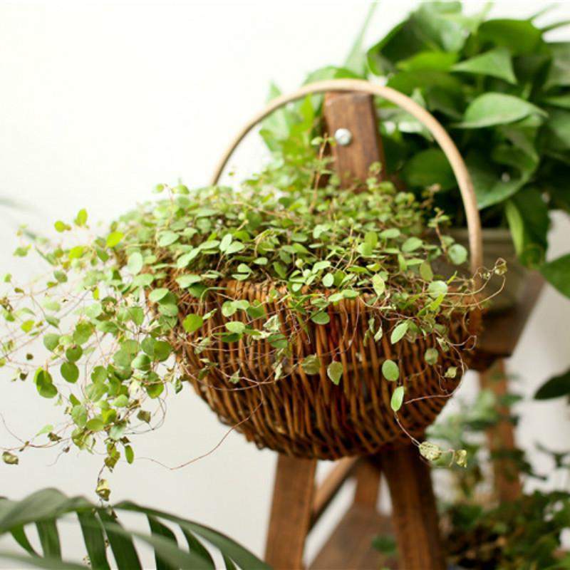 Wicker Wall Hanging Flower Basket Blackbrdstore