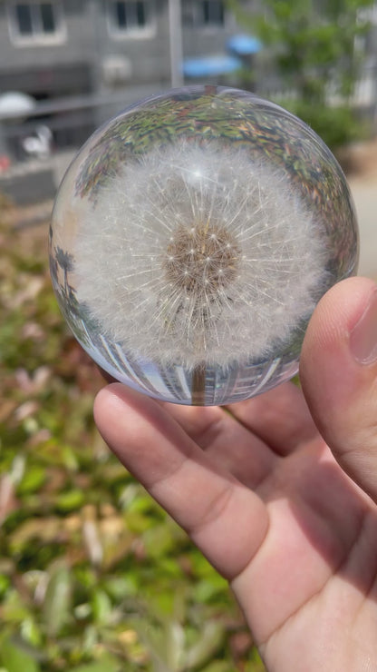 Real Dandelion Crystal Lens Ball